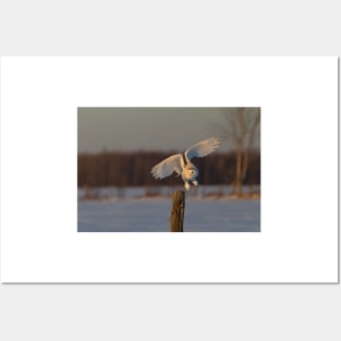 Snowy Owl taking off Posters and Art